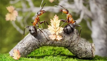 как избавиться от муравьёв на садовом участке