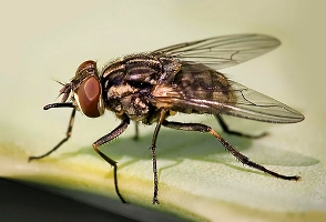 методы уничтожения мух в Москве