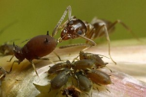 муравьи питаются тлёй
