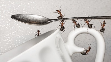 как вывести домашних муравьёв