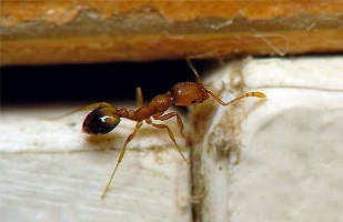уничтожение домашних муравьёв в Москве