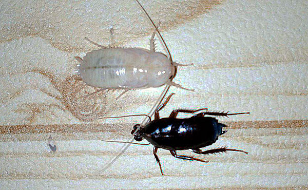 Черные тараканы в квартире: как избавиться от них?