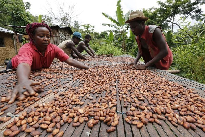 В местах хранения какао-бобов тараканов скапливаются огромные количества.
