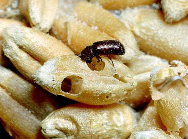 Остатки этих жуков попадают в хлеб, макаронные изделия, крупы и печенье