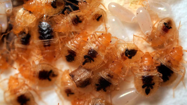 С расстояния эти личинки похожи на домашних желтых муравьев.