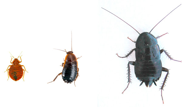 Взрослые черные тараканы в несколько раз крупнее взрослых же постельных клопов.
