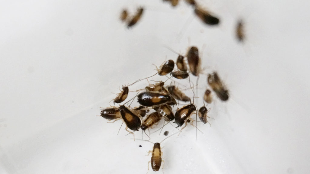 Личинки тараканов в квартире: как они выглядят и при какой температуре  погибают