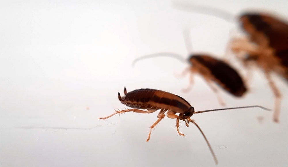 Домашние рыжие тараканы, из образ жизни и правила борьбы с ними