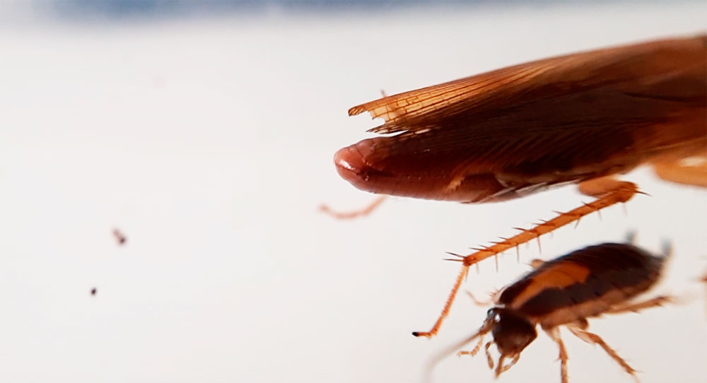 Почему рыжих тараканов называют «прусаками»?
