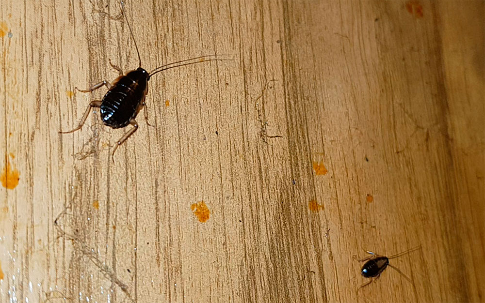 Тараканы в квартире: как они появляются и как их уничтожить