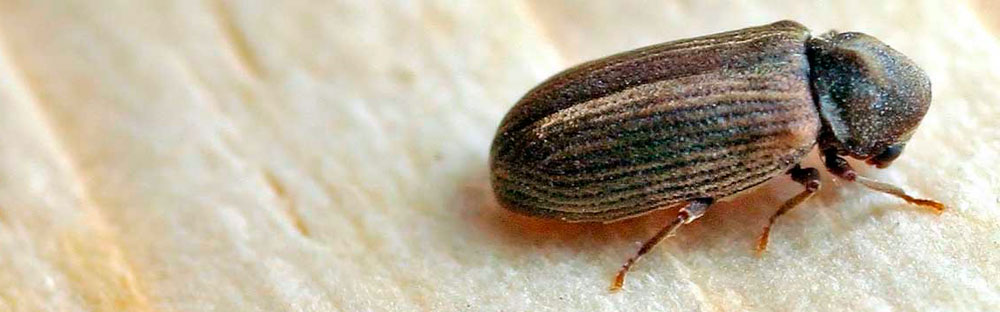 Именно такого жука чаще всего обнаруживают в диванах в жилых домах