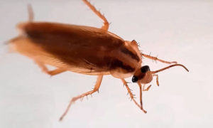 Все, что вы хотели знать о рыжих тараканах, но боялись спросить