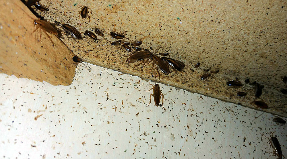 Под раковиной и за холодильником - излюбленные места укрытий тараканов.